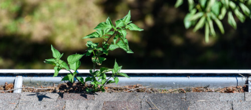 gutter cleaning companies